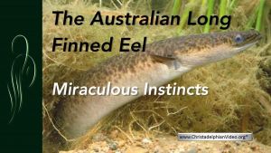 The Long finned Australian Eel - A wonder of Creation