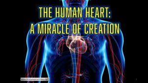 The Human Heart:  A miracle of creation