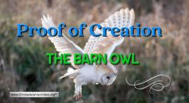 Proof of a Creation: The Barn Owl