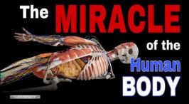 Wow! The Miracle of the Human Body! A stunning video!