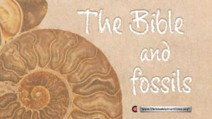 The Bible and Fossils! Proof of a Global Flood.